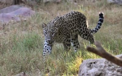 16 sheep killed, 17 injured in leopard attack in J&K’s Budgam 