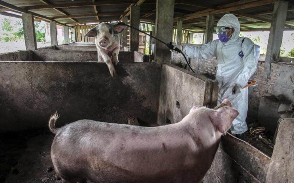 African Swine Fever cases in wild boar rise, disrupting Finland's pork export
