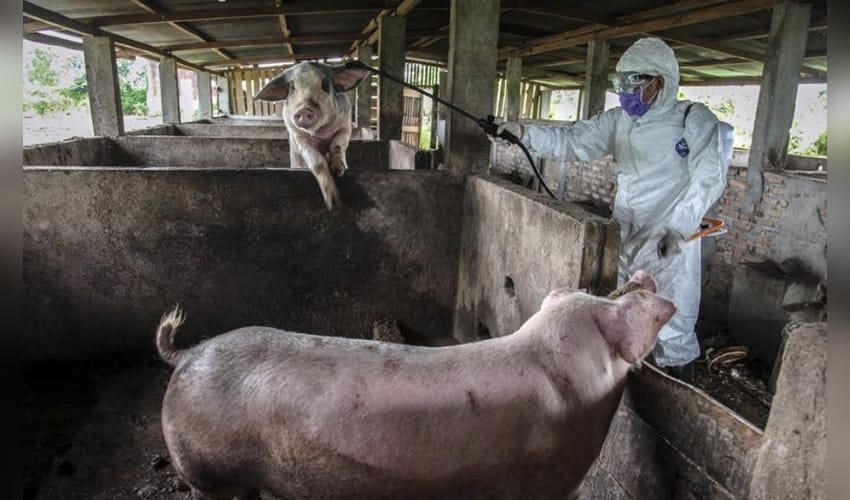 African Swine Fever cases in wild boar rise, disrupting Finland's pork export