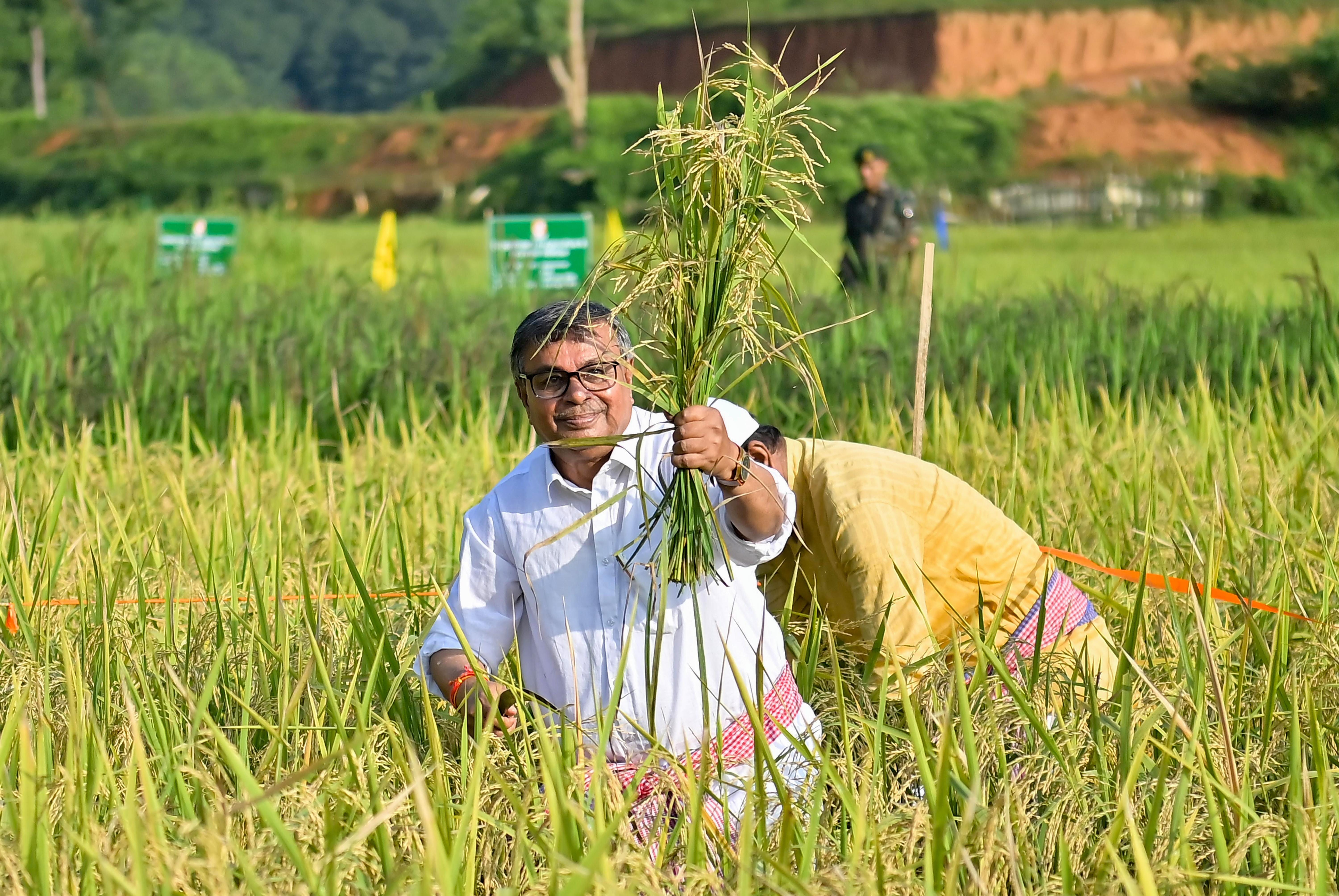 Agartala: Agriculture Minister Participates in Paddy Harvest