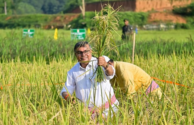 Agartala: Agriculture Minister Participates in Paddy Harvest