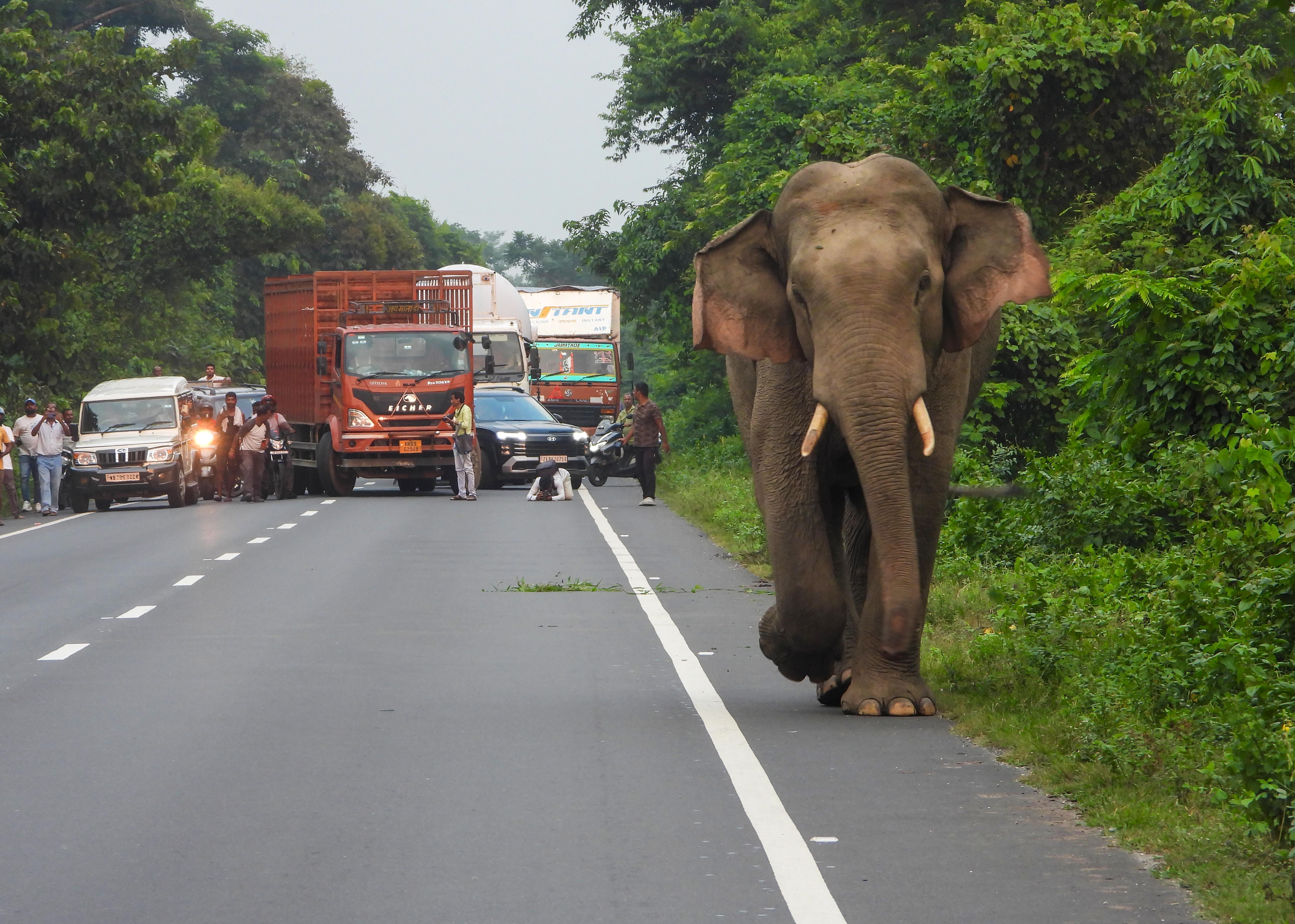 Alipurduar: Elephant Crosses National Highway