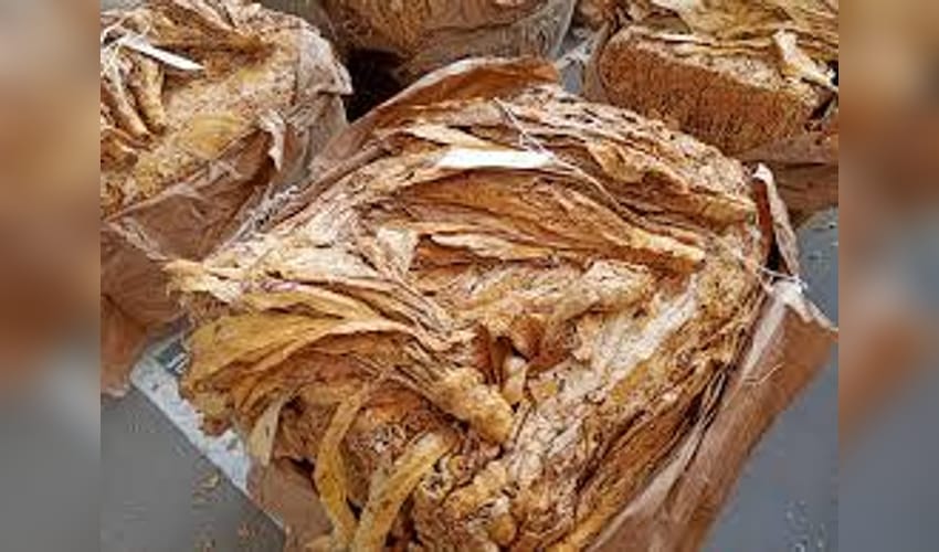 Andhra plans to limit FCV tobacco production in view of ongoing crisis