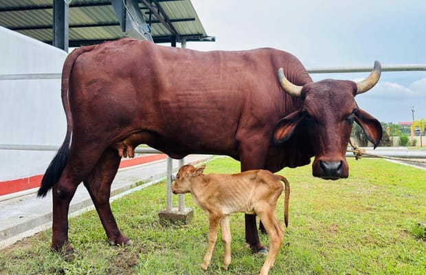 Assam achieves historic milestone with IVF-born indigenous Lakhimi calf: CM Sarma