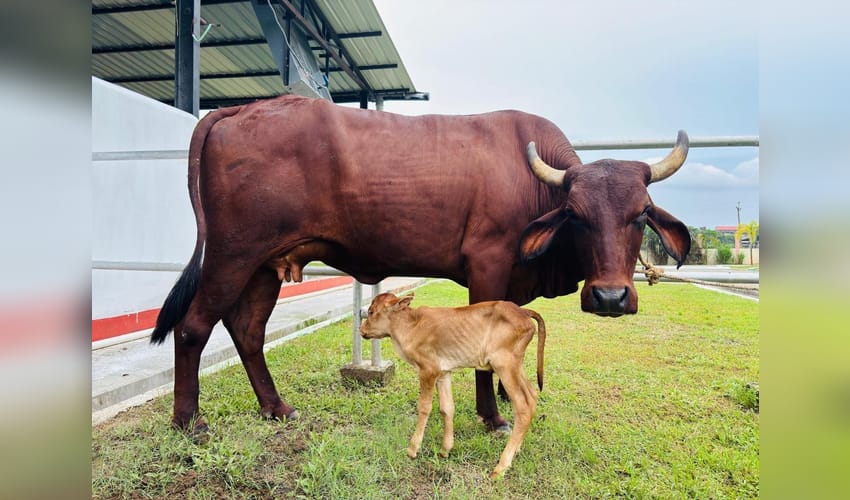 Assam achieves historic milestone with IVF-born indigenous Lakhimi calf: CM Sarma