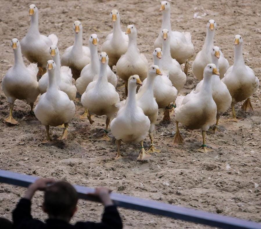 Australian outbreak of H5N1 bird flu surpasses 200 cases
