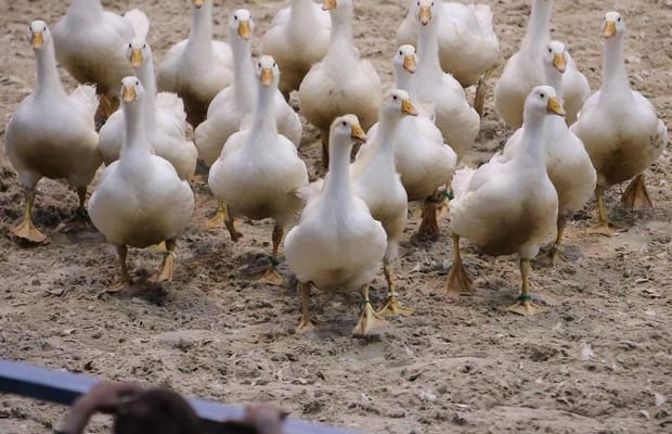 Australian outbreak of H5N1 bird flu surpasses 200 cases