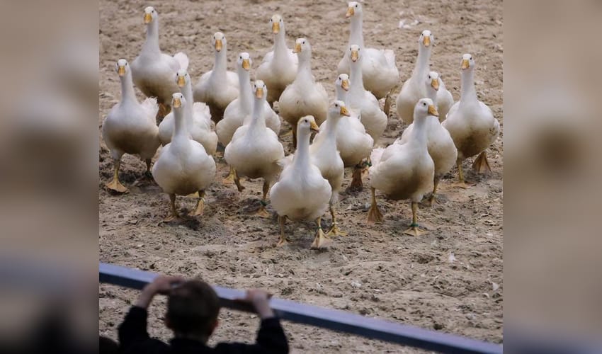 Australian outbreak of H5N1 bird flu surpasses 200 cases
