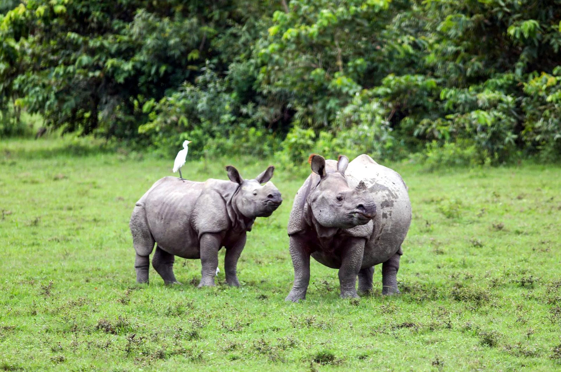 Bagori: One-horned rhinoceroses graze peacefully at Kaziranga National Park & Tiger Reserve