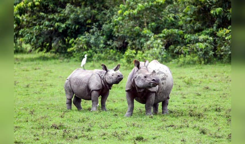 Bagori: One-horned rhinoceroses graze peacefully at Kaziranga National Park & Tiger Reserve