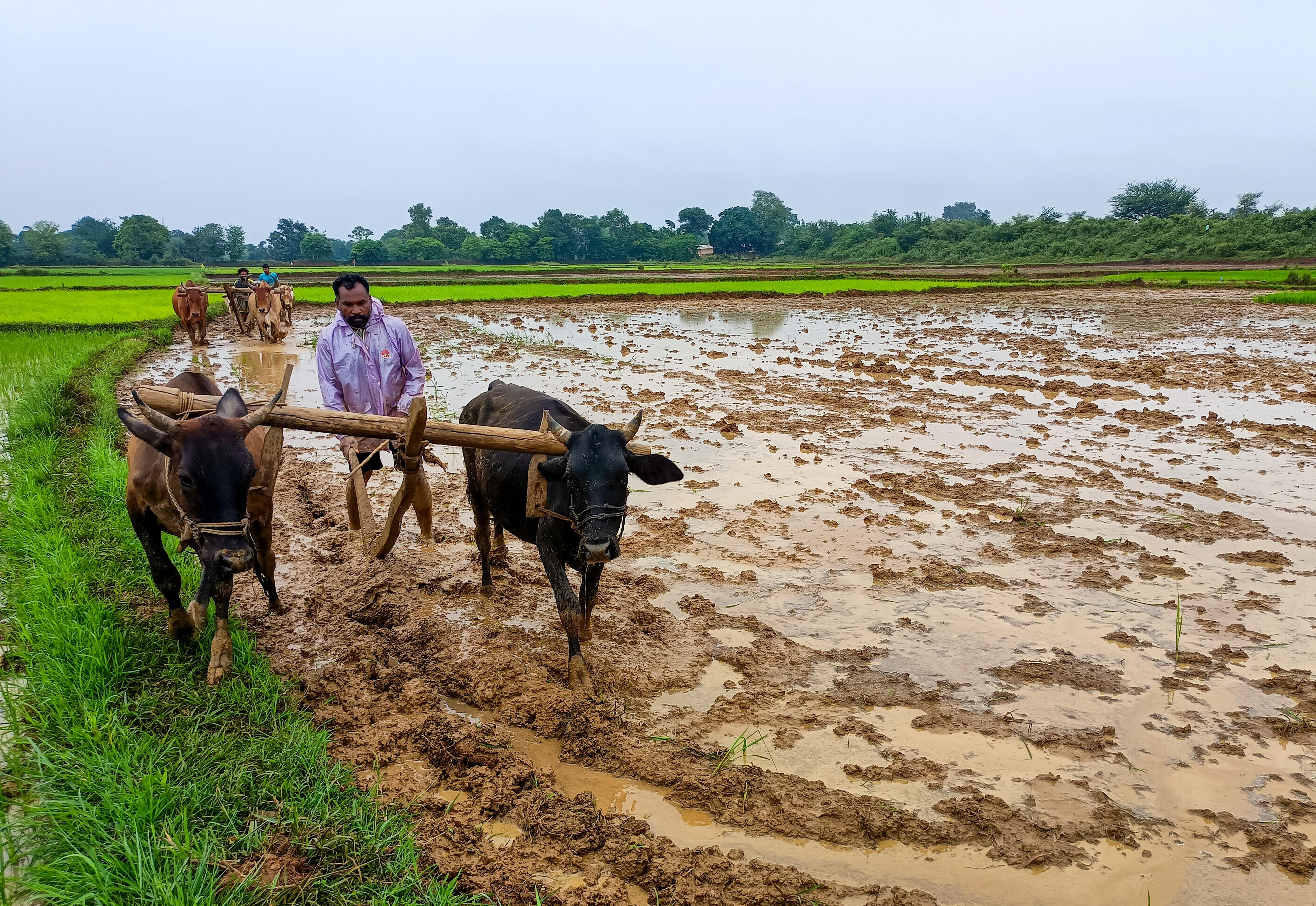 Bastar: Farmers Prepare Fields for Paddy Transplantation