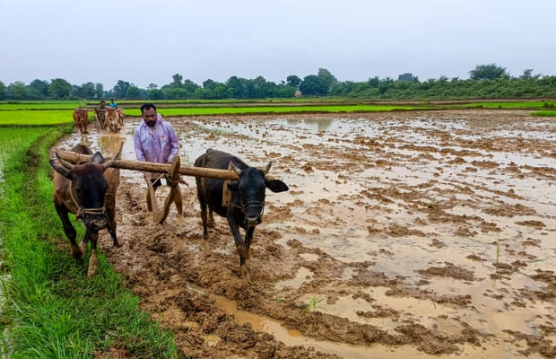 Bastar: Farmers Prepare Fields for Paddy Transplantation