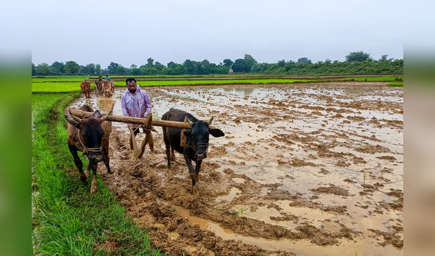 Bastar: Farmers Prepare Fields for Paddy Transplantation