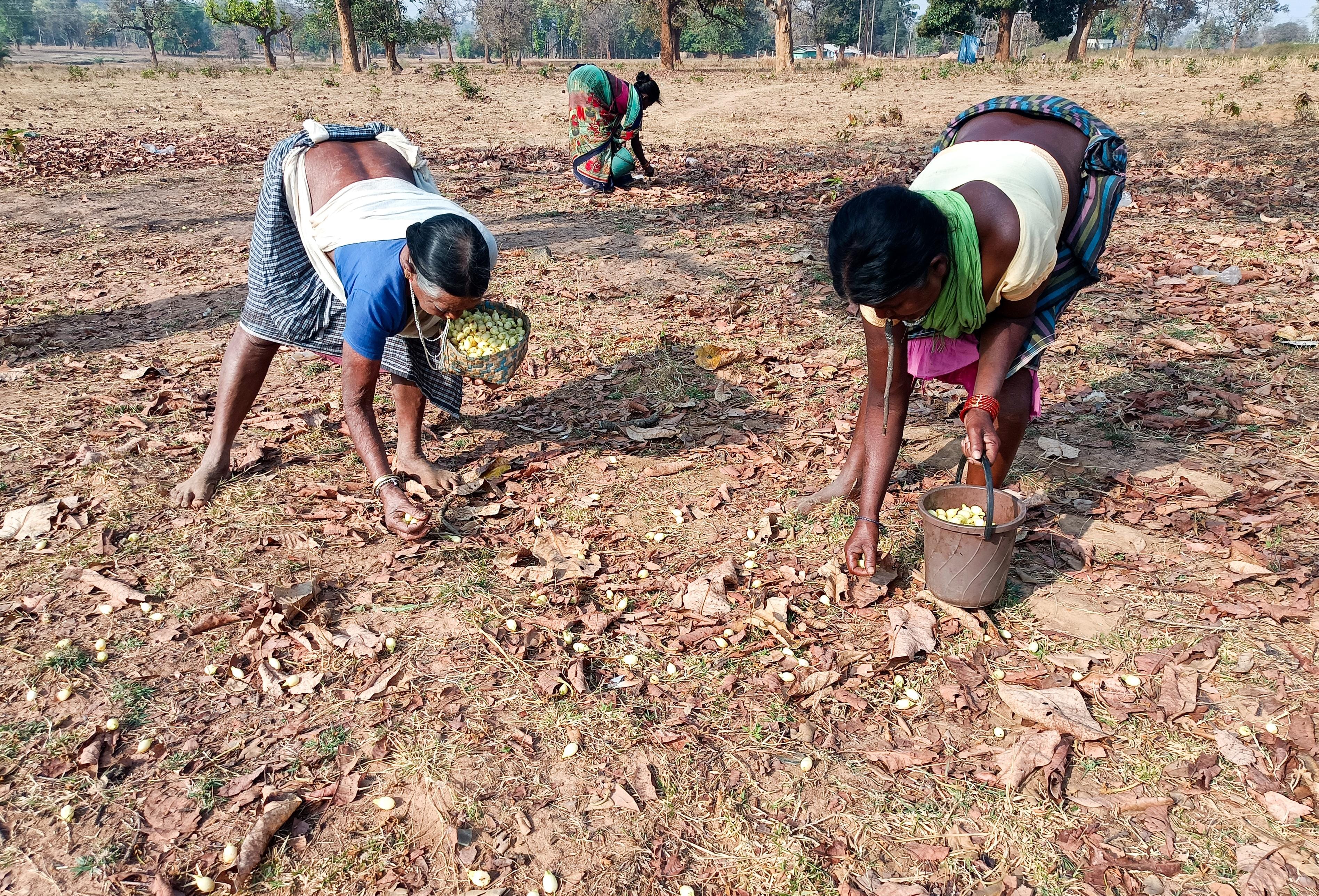 Bastar: Tribal Women Collect Mahua Flowers