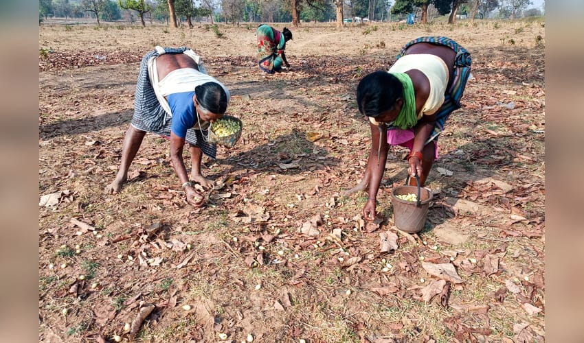 Bastar: Tribal Women Collect Mahua Flowers
