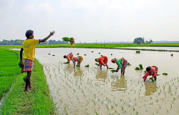 Birbhum: Paddy transplantation during monsoon