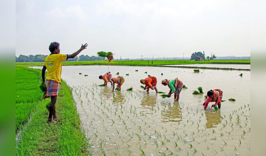 Birbhum: Paddy transplantation during monsoon