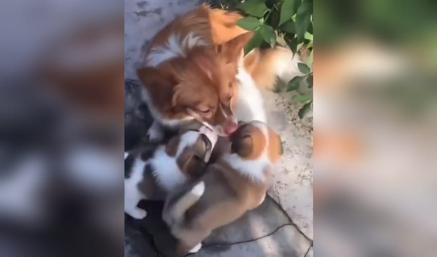 Calls for animal cruelty laws face censorship in China amid crackdown on activism: Report