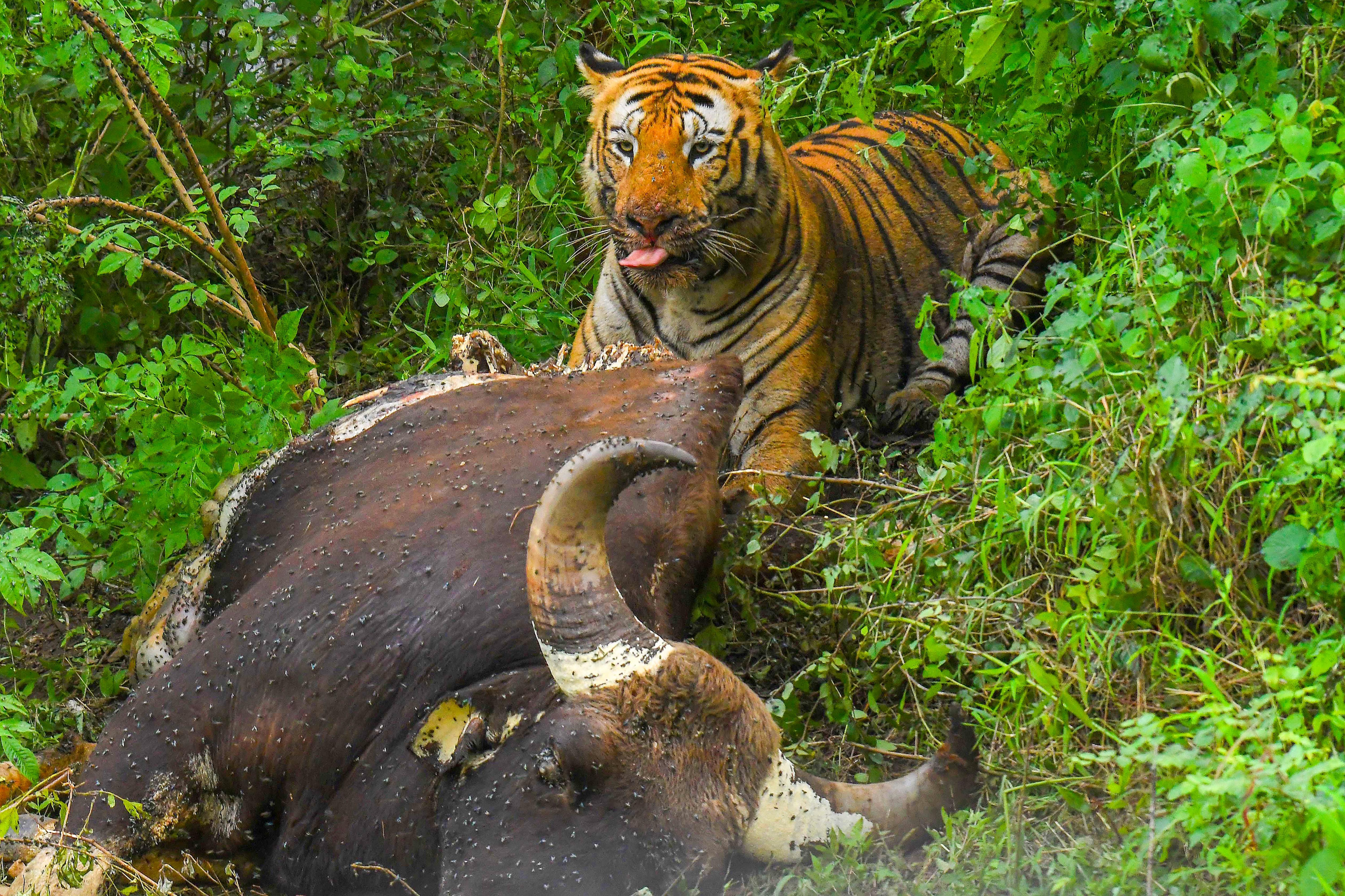 Chamarajanagar: Tiger Feeding on an Indian Gaur at Bandipur