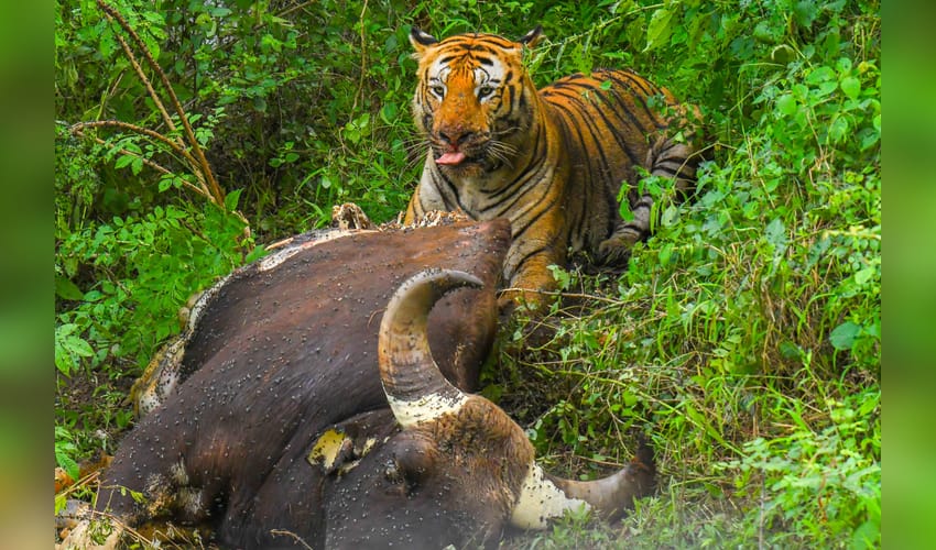 Chamarajanagar: Tiger Feeding on an Indian Gaur at Bandipur