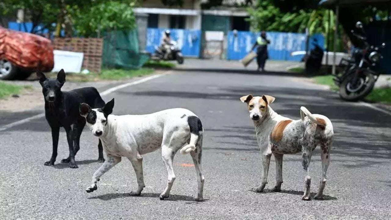 Chennai Corporation targets 2 lakh stray dogs in major anti-rabies vaccination drive