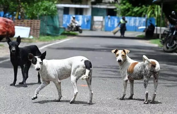 Chennai Corporation targets 2 lakh stray dogs in major anti-rabies vaccination drive
