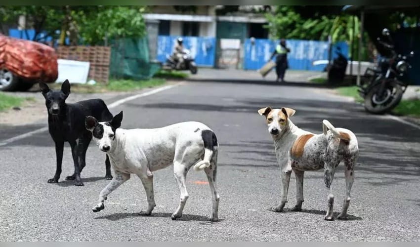 Chennai Corporation targets 2 lakh stray dogs in major anti-rabies vaccination drive