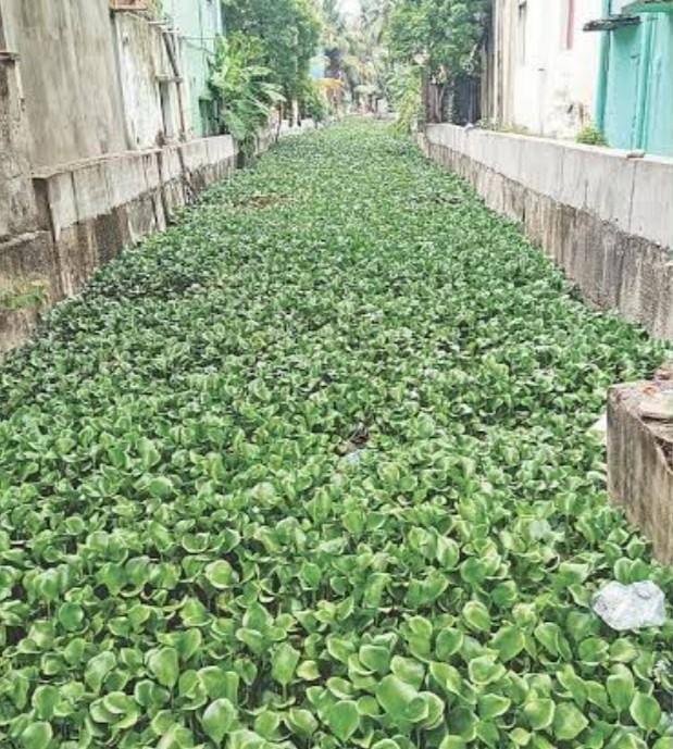 Chennai's hyacinth-choked Vyasarpadi canal raises flood fears