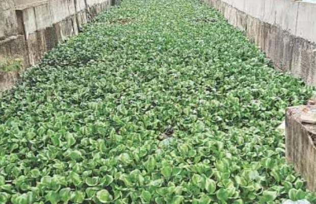 Chennai's hyacinth-choked Vyasarpadi canal raises flood fears