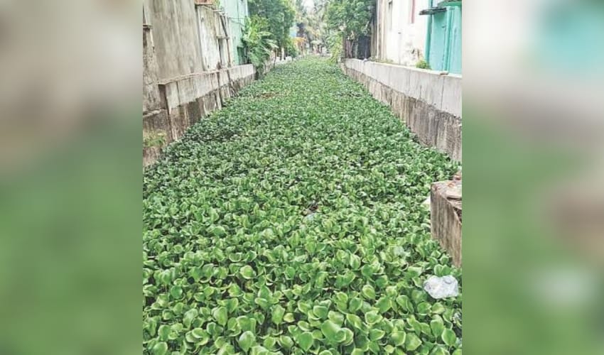 Chennai's hyacinth-choked Vyasarpadi canal raises flood fears