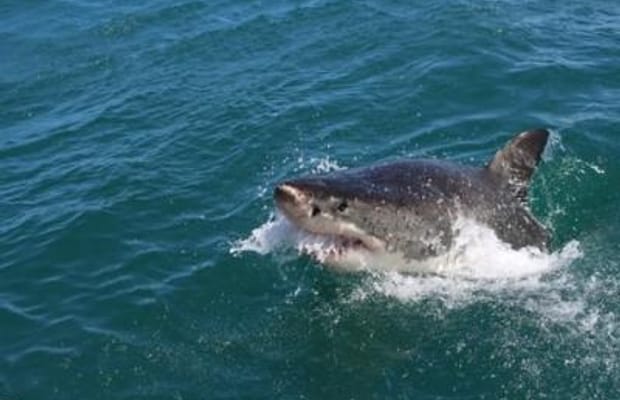 CMFRI bets on digital tech to boost shark conservation