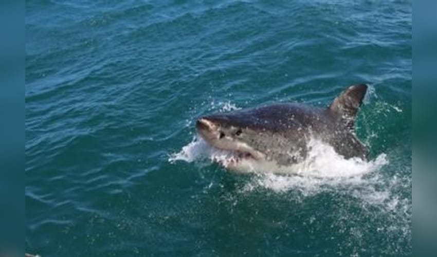 CMFRI bets on digital tech to boost shark conservation