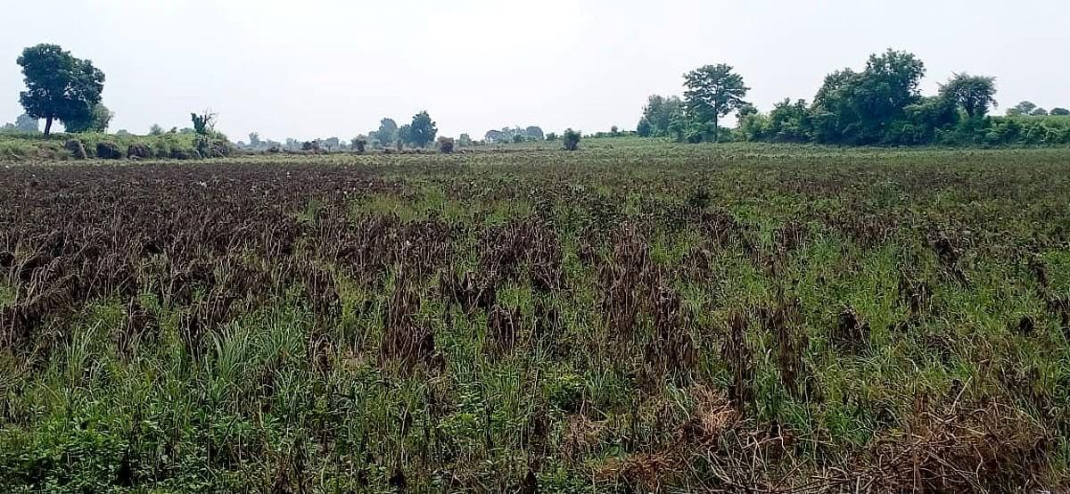 Coimbatore farmers allege casting unit pollution damaging crops, groundwater 