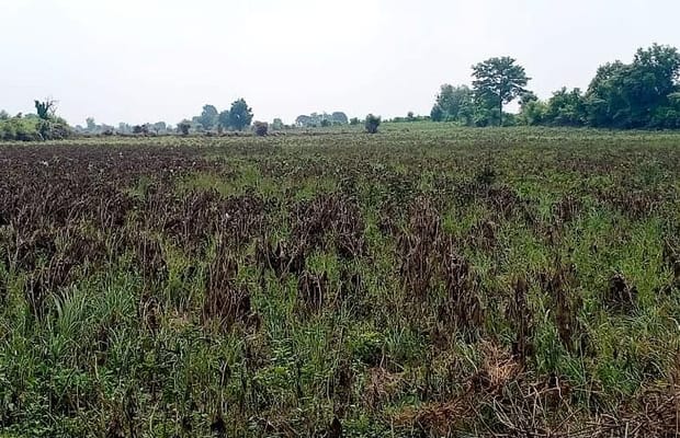 Coimbatore farmers allege casting unit pollution damaging crops, groundwater