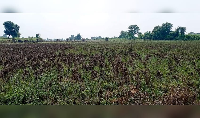 Coimbatore farmers allege casting unit pollution damaging crops, groundwater