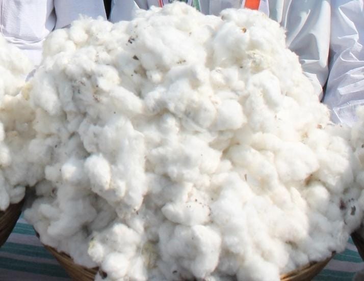 Cotton blossoms as India’s ‘white gold’