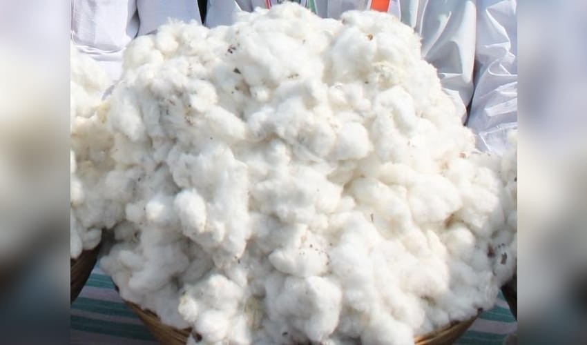 Cotton blossoms as India’s ‘white gold’