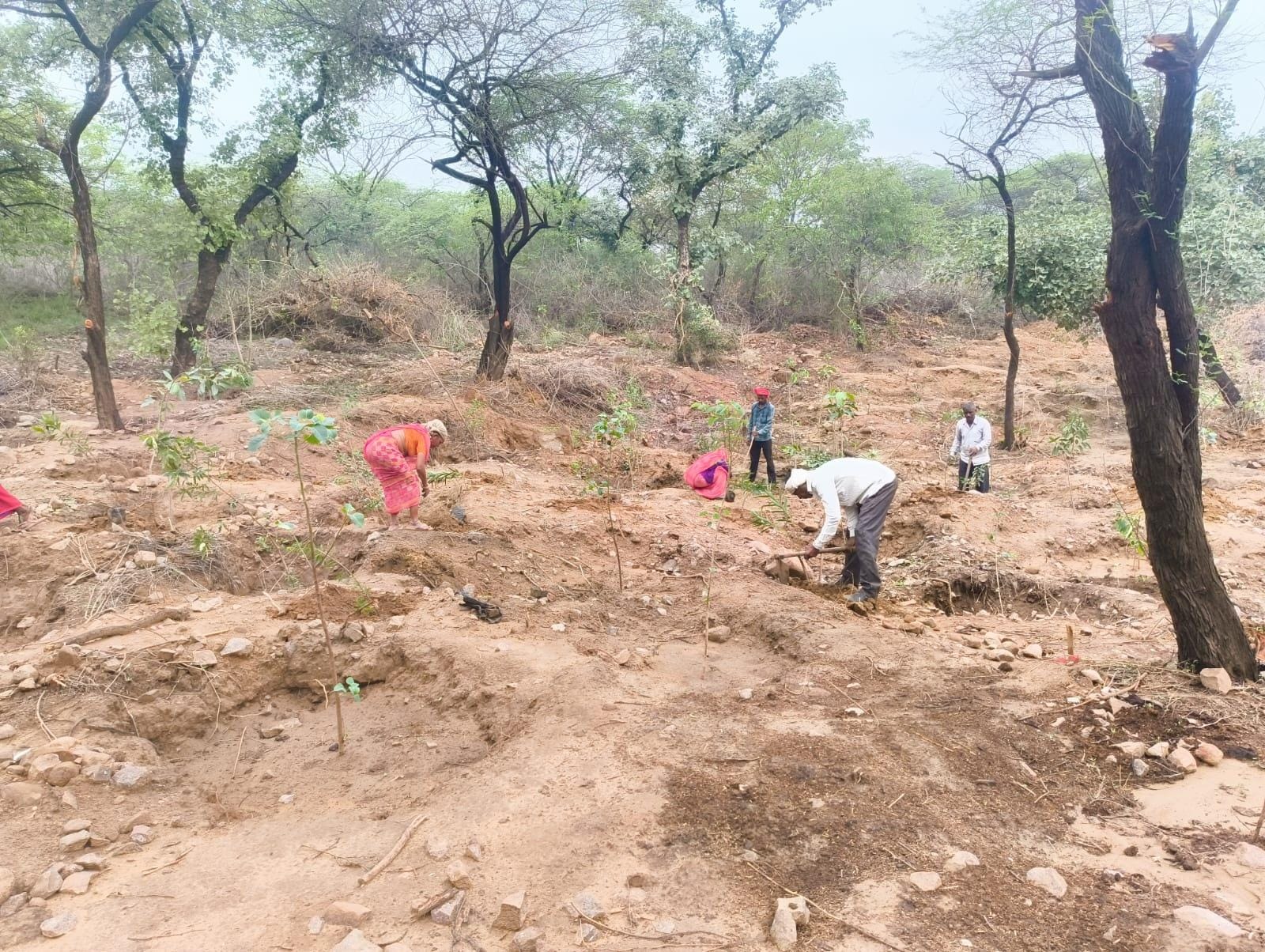 DDA completes planting 8.29 lakh saplings out of targeted 23 lakh this season (Photo: IANS)