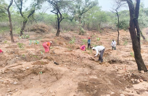 DDA completes planting 8.29 lakh saplings out of targeted 23 lakh this season (Photo: IANS)
