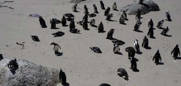 Dead penguins found on Australian island to be tested for H5N1 bird flu