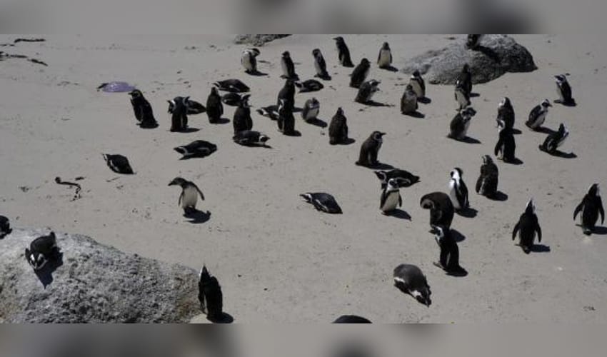 Dead penguins found on Australian island to be tested for H5N1 bird flu