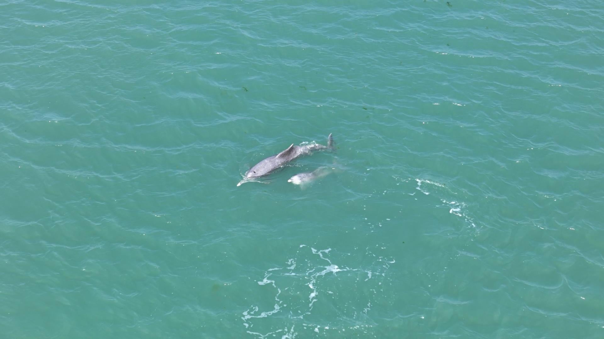 Dolphins most frequently sighted marine mammals in Gulf of Kachchh: Study