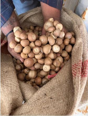 DRI busts major areca nut import racket, detects over Rs 2,500 crore revenue loss