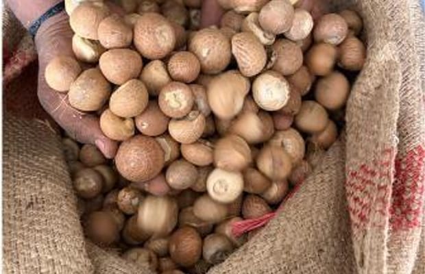 DRI busts major areca nut import racket, detects over Rs 2,500 crore revenue loss