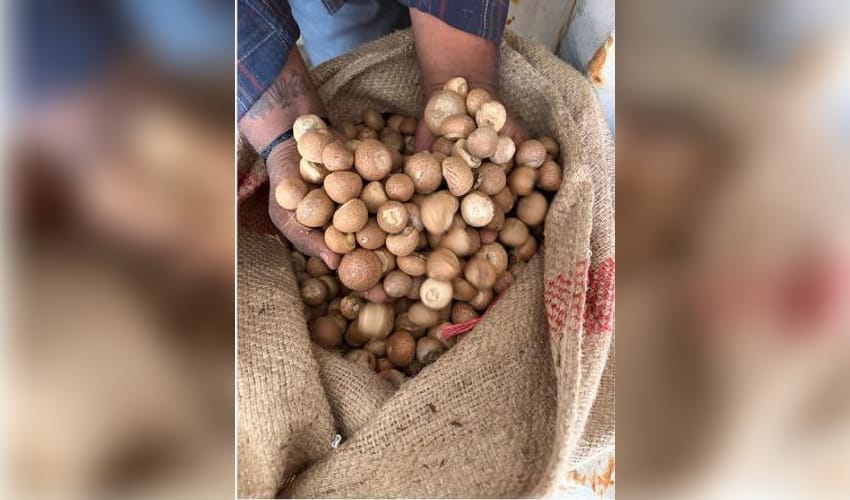 DRI busts major areca nut import racket, detects over Rs 2,500 crore revenue loss