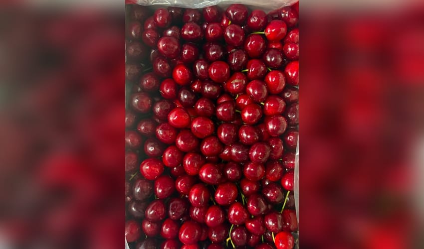 Export of Kashmir's premium cherries, plums to Singapore to boost farmers' income: Piyush Goyal