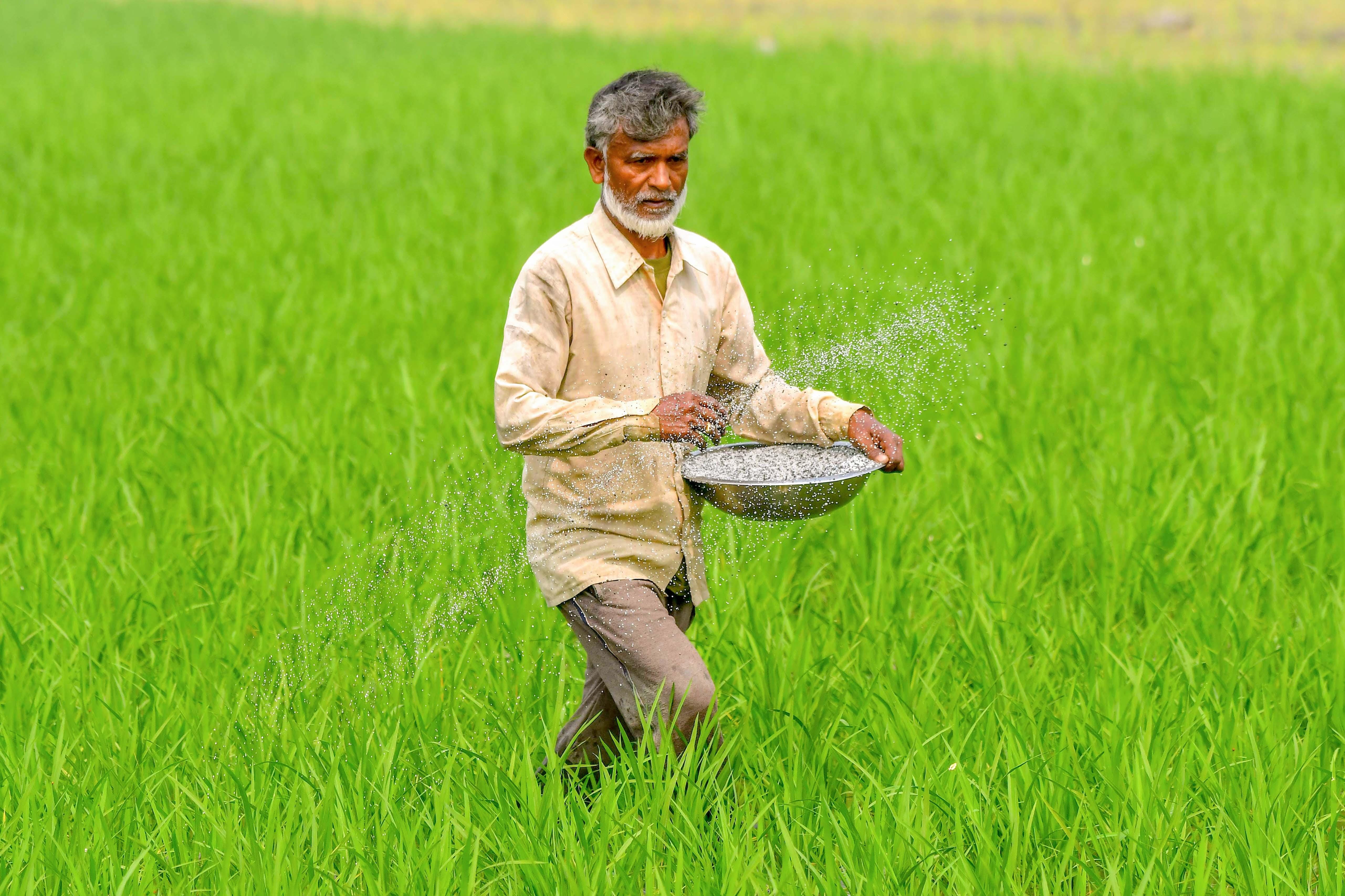 Farmer sprays fertilisers in paddy field in Nagaon