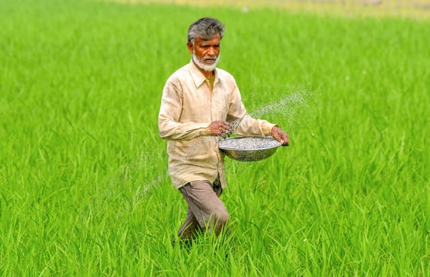 Farmer sprays fertilisers in paddy field in Nagaon