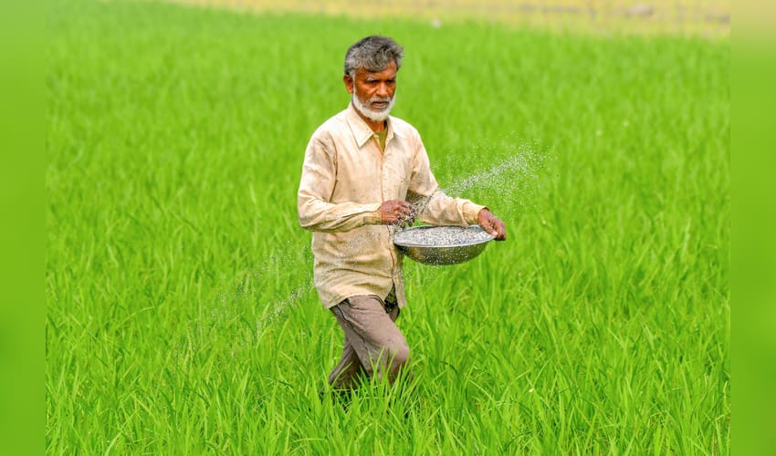 Farmer sprays fertilisers in paddy field in Nagaon