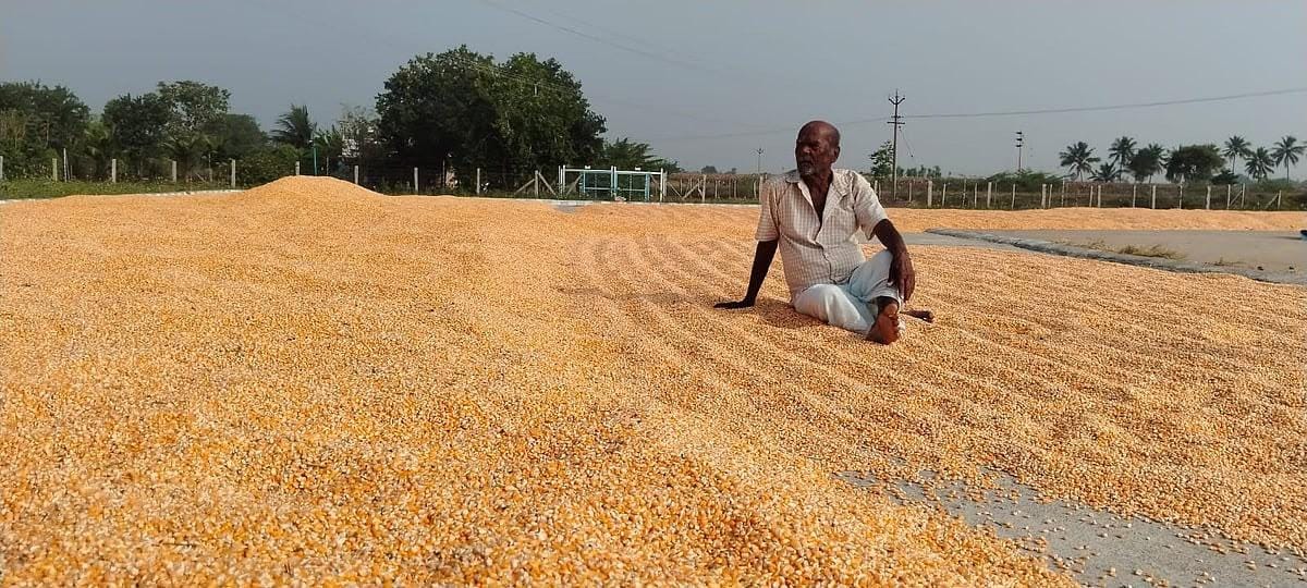 Farmers in TN's Salem raise alarm over poor yield from subsidised maize seeds